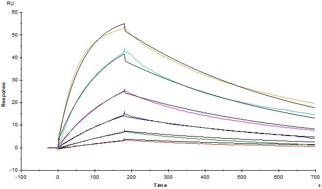 Anti-Human TIGIT MAb (Mouse IgG1) captured on CM5 chip via Anti-Mouse antibodies surface, can bind Human TIGIT, His Tag (Cat.No.TIT-H52H3) with an affinity constant of 3.93 nM as determined in a SPR assay (Biacore T200) (Routinely tested).