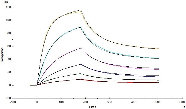 Anti-Human CD47 MAb (HumanIgG4) captured on CM5 chip via Anti-Human IgGFc antibodies surface, can bind Human CD47, His Tag (Cat.No.CD7-H5227) with an affinity constant of 1.66 nM as determined in a SPR assay (Biacore T200) (Routinely tested).