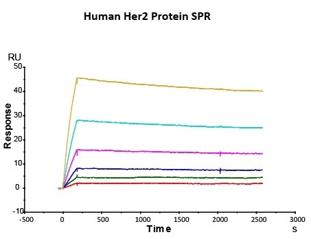 Immobilized Herceptin on CM5 Chip via anti-human Fc IgG, can bind Human Her2 Protein (Cat. No. HE2-H5225) with an affinity constant of 0.147nM as determined in SPR assay (Biacore T200).