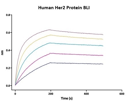 Immobilized Herceptin on AHC Biosensor, can bind Human Her2 Protein (Cat. No. HE2-H5225) with an affinity constant of 0.93 nM as determined in BLI assay (Fortebio Octet 96).