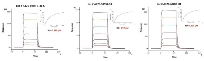 Immobilized Herceptin on CM5 Chip, can bind Human FcRn / FCGRT & B2M Heterodimer Protein (Cat. No. FCM-H5286) with an affinity constant of about 0.9 μM as determined in SPR assay (Biacore 8K). The result shows that the batch variation among the tested different lots is negligible.