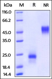 ActiveMax® Human VEGF165 (Cat. No. VE5-H4210) on SDS-PAGE under reducing (R) and no-reducing (NR) conditions. The gel was stained overnight with Coomassie Blue. The purity of the protein is greater than 98%.