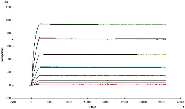 Anti-Adalimumab Antibodies (mouse IgG1, Cat. No. ADB-Y19) captured on CM5 chip via anti-mouse antibodies surface, can bind human adalimumab with an affinity constant of 1.36 pM. Anti-Adalimumab Antibodies (mouse IgG1, Cat. No. ADB-Y19) captured on CM5 chip via anti-mouse antibodies surface, can bind human adalimumab with an affinity constant of 1.36 pM.