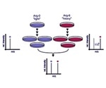 Mass Spectrometry Analysis of Heavy-Labeled Proteins