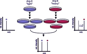 The principle of SILAC The principle of SILAC