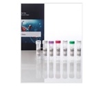 Determining Porcine DNA from Food Samples
