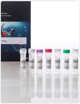 TaqMan®-based innuDETECT Pork Assay