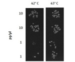 Automation of Bacterial Transformation Processes