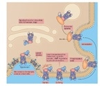 Biased Agonism and GPCR Efficacy