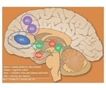 The Biological Mechanisms Behind Addiction