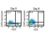 Chimeric Antigen Receptor Expression Evaluation