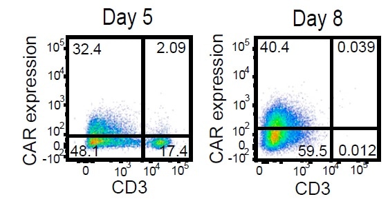 Activated T cells were electroporated with TRC1-2 mRNA and transduced with AAV:TRAC:CAR at an MOI of 400,000 vg/cell and cultured for 5 days in the presence of IL-2. Five days post-transduction, cells were stained for expression of the CAR using a biotinylated CD19-Fc reagent and CD3, with TRC1-2-treated, mock-transduced cells used as a control for gating of CAR expression. CD3+ cells were then depleted. Enriched CD3- cells were cultured for 3 additional days in the presence of IL-15 and IL-21 and then analyzed again by flow cytometry for CD3 and CAR expression.