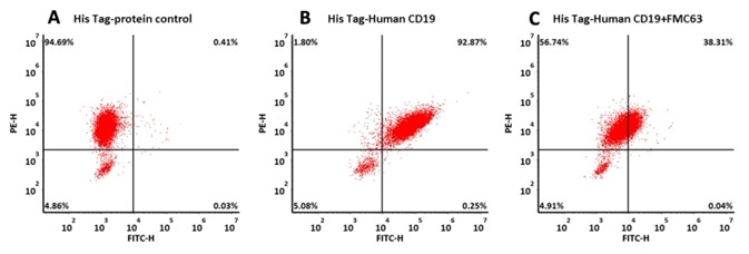 293 cells were transfected with FMC63-scFv and RFP tag . 2x105 of the cells were first incubated with A. His Tag-protein control. B. Recombinant human CD19, His Tag (Cat. No. CD9-H52H2, 10 μg/ml). C. Recombinant human CD19, His Tag (Cat. No. CD9-H52H2, 10 μg/ml) and FMC63 (Mouse anti-CD19 antibody). The FITC Anti-6xHis tag antibody was used to analyze with FACS. RFP was used to evaluate CAR (FMC63-scFv) expression and FITC was used to evaluate the binding activity of recombinant human CD19, His Tag (Cat. No. CD9-H52H2).