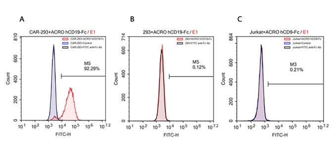 FACS analysis of human CD19 protein, Fc Tag (ACROBiosystems, Cat. No. CD9-H5259) binding to A. R1013-C6 cells, B. Expi 293 cells, C. Jurkat E6.1 cells. Cells were first stained with human CD19 protein, Fc Tag (ACROBiosystems, Cat. No. CD9-H5259) followed by FITC anti-human IgG Fc antibody, and then analyzed using NovoCyteTM Flow Cytometer. The data were analyzed with FCS Express 6Plus and GraphPad Prism 5 software.