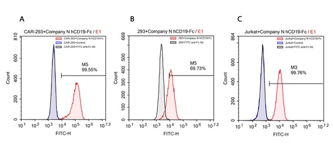 FACS analysis of human CD19 protein, Fc Tag (Company N) binding to A. R1013-C6 cells, B. Expi 293 cells, C. Jurkat E6.1 cells. Cells were first stained with human CD19 protein, Fc Tag (Company N) followed by FITC anti-human IgG Fc antibody, and then analyzed using NovoCyteTM Flow Cytometer. The data were analyzed with FCS Express 6Plus and GraphPad Prism 5 software.