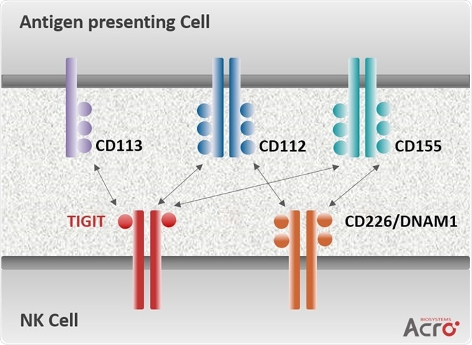 TIGIT Signaling Axis