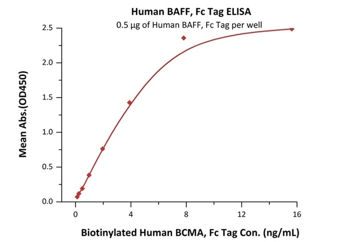Immobilized Human BAFF, Fc Tag (Cat. No. BAF-H4268) at 5 μg/mL (100 μL/well) can bind Biotinylated Human BCMA, Fc Tag (Cat. No. BC7-H82F0) with a linear range of 0.12–1.95 ng/mL.