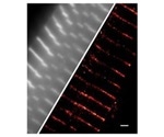 Developing Fluorescent Dyes for Use in Super-Resolution Microscopy