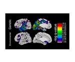 Evolutionary expansion of the human brain is under strong genetic control