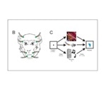 Individual amygdala neurons respond to touch, imagery and sounds