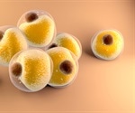 Generating Megakaryocytes and Platelets from Adipocytes