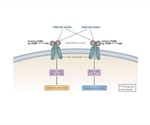 An Overview of Chemogenetics