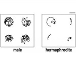 Research shows how dopamine contributes to sex differences in worms