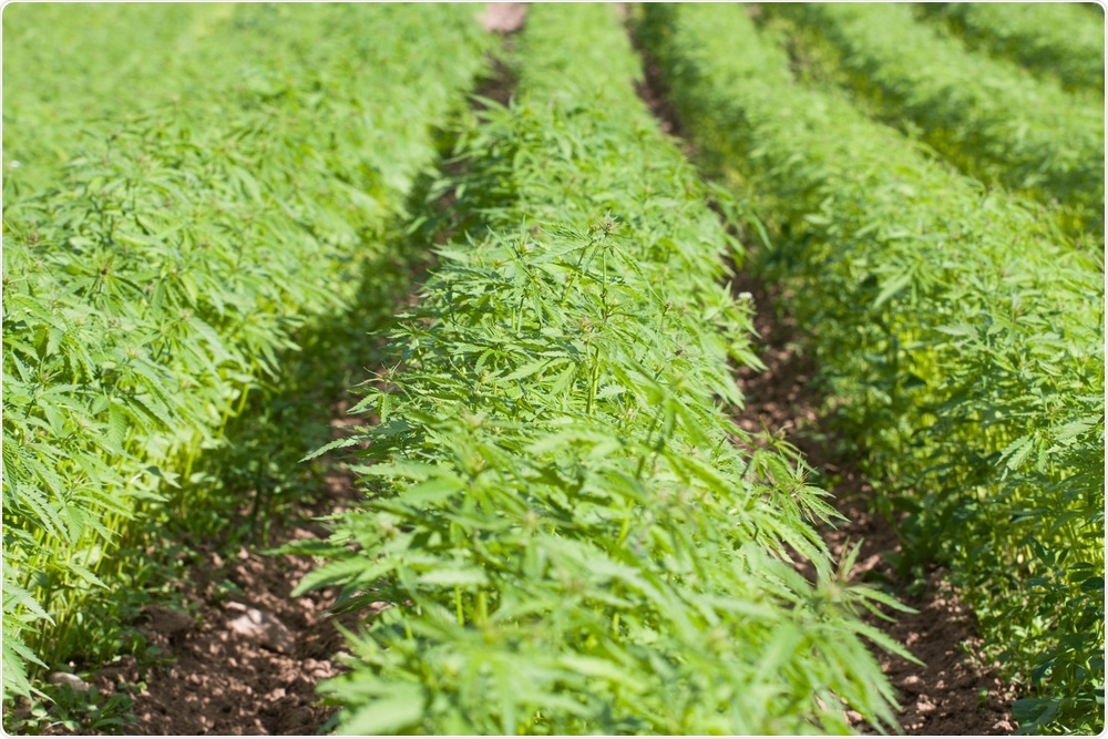 The hemp oil industry is booming, and yet, standardized analysis techniques do not exist.