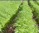 Don't Believe the Hemp: UHPLC Analysis of Hemp Seed Oils