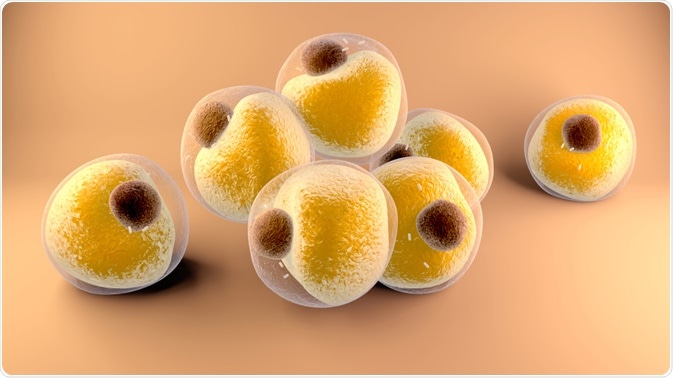 Adipocytes
