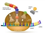 Ribosome Structure