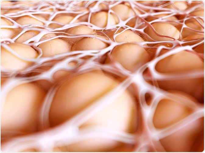 White adipocytes are energy storing, whereas brown adipocytes release energy, in the form of heat