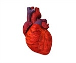 New drug minimizes damage after a heart attack by 60 percent