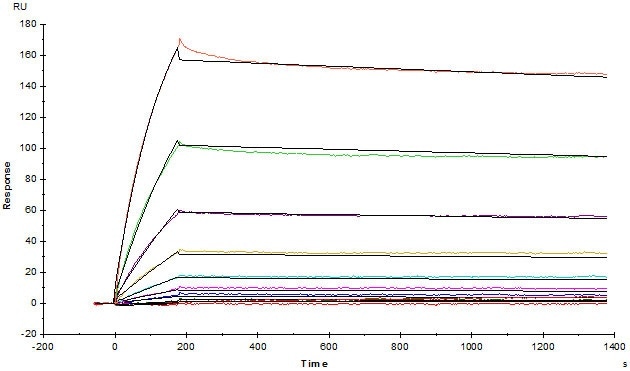 Ofatumumab (Human IgG1) captured on CM5 chip via Anti-human IgG Fc antibodies surface can bind Human CD20 Full Length, His Tag, HEK293 (Cat. No. CD0-H52H3) with an affinity constant of 3.57 nM as determined in an SPR assay (Biacore T200).
