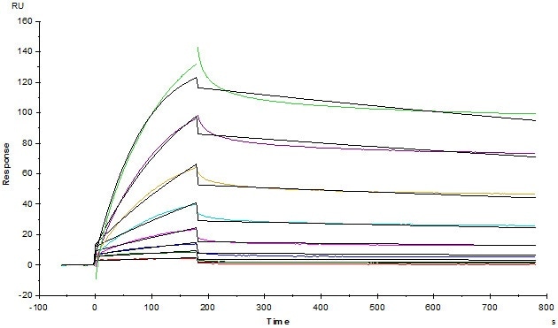 MabThera® (Rituximab) captured on CM5 chip via anti-human IgG Fc antibodies surface, can bind Human CD20 Full Length, His Tag, Insect cell (Cat. No. CD0-H55Ha) with an affinity constant of 1.21 nM as determined in an SPR assay (in presence of DDM) (Biacore T200).