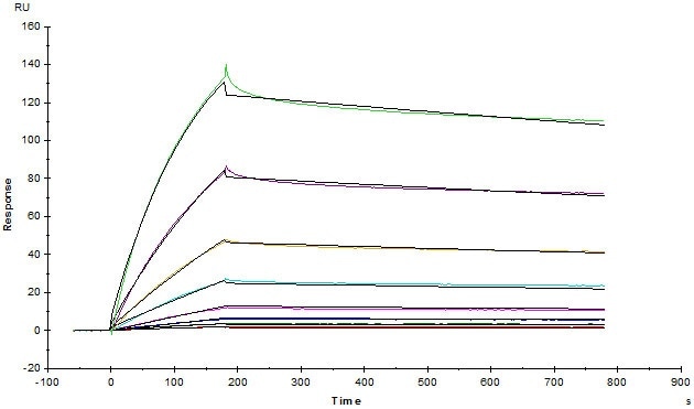 Ofatumumab (Human IgG1) captured on CM5 chip via anti-human IgG Fc antibodies surface can bind Human CD20 Full Length, His Tag, Insect cell (Cat. No. CD0-H55Ha) with an affinity constant of 2.977 nM as determined in an SPR assay (Biacore T200).