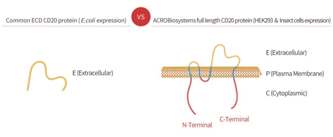 Full-length CD20 protein fully complies with both small and big loops.