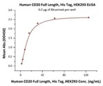 Human CD20 Full-Length Proteins