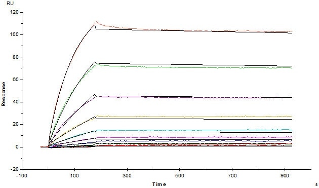 MabThera® (Rituximab) captured on CM5 chip via Anti-human IgG Fc antibodies surface can bind Human CD20 Full Length, His Tag, HEK293 (Cat. No. CD0-H52H3) with an affinity constant of 1.77 nM as determined in an SPR assay (Biacore T200).