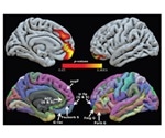 Study reveals how higher educational attainment may stave off cognitive decline