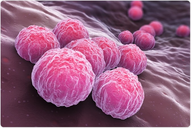 Chlamydia trachomatis, an obligate intracellular human pathogen, is one of four bacterial species in the genus Chlamydia. 3D illustration - Illustration Credit: Tatiana Shepeleva / Shutterstock