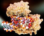 Eukaryotic DNA Polymerase Enzymes