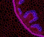 Raman Imaging Techniques
