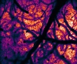 Advances in Optical Methods for Systems Neuroscience