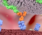 Strengthening the immune system to fight cytomegalovirus on its own