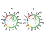 Lack of autism risk gene disrupts prefrontal cortex connectivity in mice