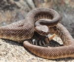 Snake venom launders out all stains