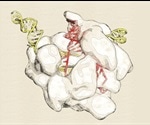 CRISPR-Cas14: Discovery, Function, Advantages