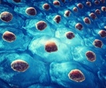 Stem cells and female reproduction: lessons from an unexpected source