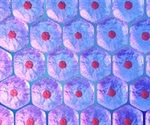 UCLA study shows stem cells can be reprogrammed to fight cancer